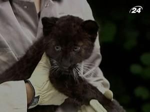 У Німеччині народився повністю чорний леопард У Німеччині народився повністю чорний леопард