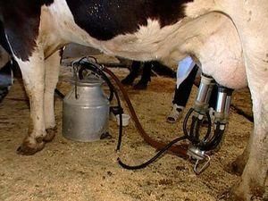 У Запоріжжі безробітних вчать тваринництву У Запоріжжі безробітних вчать тваринництву