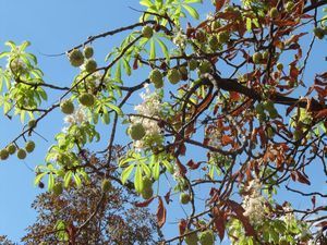 У Харкові вдруге за рік цвітуть каштани У Харкові вдруге за рік цвітуть каштани