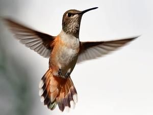 Найдорожчу книгу знову виставили на торги Найдорожчу книгу знову виставили на торги