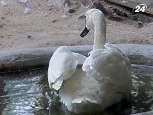 Київський зоопарк через 5 років спробують повернути до ІАЗА Київський зоопарк через 5 років спробують повернути до ІАЗА