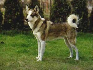 У Феодосії засудили двох жителів за те, що вони з'їли сусідського собаку У Феодосії засудили двох жителів за те, що вони з'їли сусідського собаку