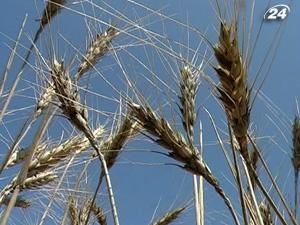 USDA збільшило прогноз експорту зерна Україною USDA збільшило прогноз експорту зерна Україною