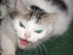 Донеччина: за рік втричі збільшились показники сказу тварин Донеччина: за рік втричі збільшились показники сказу тварин