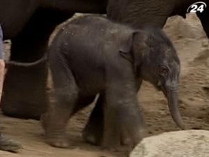 У Австралії народився перший азійський слон У Австралії народився перший азійський слон