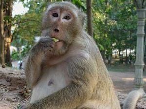 В Японії створили спеціальний штаб, щоб спіймати агресивну мавпу В Японії створили спеціальний штаб, щоб спіймати агресивну мавпу