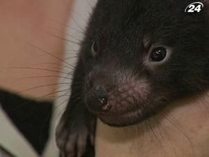 У Австралії побудують парк для тасманійських дияволів У Австралії побудують парк для тасманійських дияволів