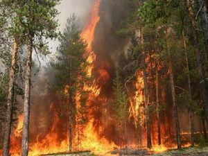 У Запорізькій області п'ять годин гасили лісову пожежу