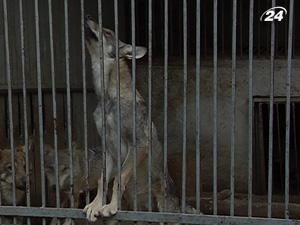 В Одеському зоопарку вовки погризли дівчинку В Одеському зоопарку вовки погризли дівчинку