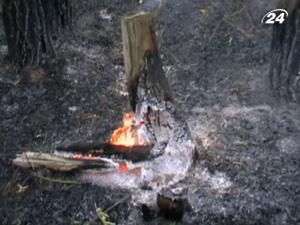 Горіло Крутоярівське лісництво, штучно висаджене на схилах Дніпра