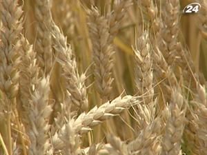 Аграрний фонд вже законтрактував понад 300 тис. т зерна Аграрний фонд вже законтрактував понад 300 тис. т зерна