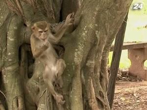 У Таїланді мавпи допомагають збирати урожай кокосів