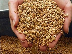 Зерна запасли на 30% менше, ніж торік Зерна запасли на 30% менше, ніж торік