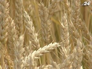 Тема тижня: Мінагрополітики знизило прогноз врожаю зерна Тема тижня: Мінагрополітики знизило прогноз врожаю зерна