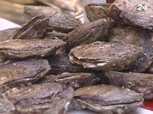 Регулярно вживаючи устриці, про застуду можна забути Регулярно вживаючи устриці, про застуду можна забути