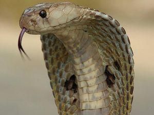 У Китаї з підпільної ферми втекли кобри У Китаї з підпільної ферми втекли кобри