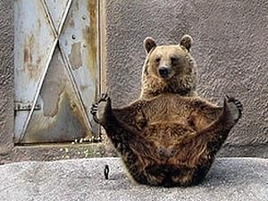 Фінляндія: у зоопарку живе ведмедиця-йог Фінляндія: у зоопарку живе ведмедиця-йог