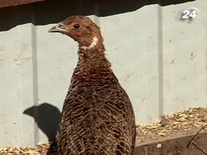 В Україну привезли 150 фазанів з Бессарабії