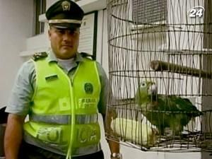 Поліція заарештувала папугу, що працював на наркобаронів Поліція заарештувала папугу, що працював на наркобаронів
