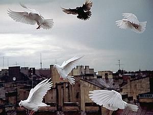 Поштові голуби виявились в чотири рази швидшими за інтернет Поштові голуби виявились в чотири рази швидшими за інтернет