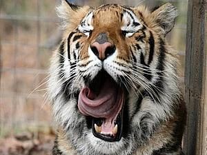 В’єтнам: поліція вилучила сім цілих тигрових скелетів В’єтнам: поліція вилучила сім цілих тигрових скелетів