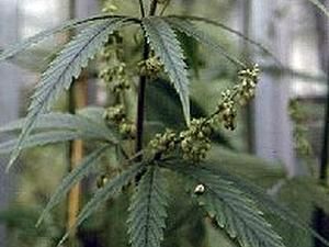 Службовець вирощував коноплю у вольєрі для носорогів Службовець вирощував коноплю у вольєрі для носорогів