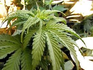 Тернопільщина: у безробітного виявили 6 кілограмів марихуани Тернопільщина: у безробітного виявили 6 кілограмів марихуани