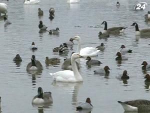 Дві сторони чистої енергії Дві сторони чистої енергії