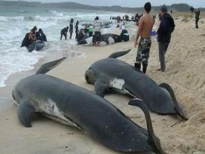 У Новій Зеландії 74 дельфіни викинулися на пляж У Новій Зеландії 74 дельфіни викинулися на пляж