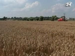 Держава вдосконалить митне оформлення експорту зерна Держава вдосконалить митне оформлення експорту зерна