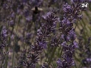 Лаванда, як засіб проти депресії Лаванда, як засіб проти депресії