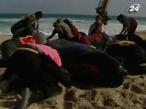 Нова Зеландія: 80 дельфінів-гринд викинулися на пляж Нова Зеландія: 80 дельфінів-гринд викинулися на пляж