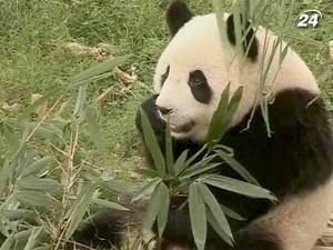 У Китаї обирають людину, яка стане посланцем гігантських панд У Китаї обирають людину, яка стане посланцем гігантських панд