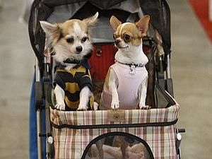 У Великобританії пройде собаче весілля із справжнім весільним тортом У Великобританії пройде собаче весілля із справжнім весільним тортом