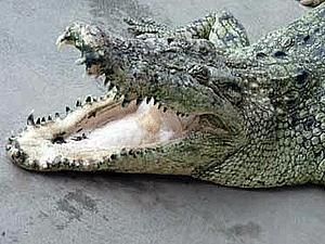 Ялта: прокуратура порушила кримінальну справу за фактом нападу крокодила на дитину Ялта: прокуратура порушила кримінальну справу за фактом нападу крокодила на дитину