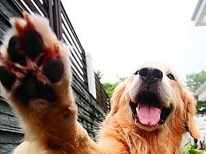 У Швеції собака написала листа чиновникам У Швеції собака написала листа чиновникам