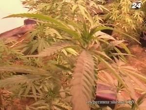 В новобудовах столиці організовували лабораторії з вирощування конопель В новобудовах столиці організовували лабораторії з вирощування конопель