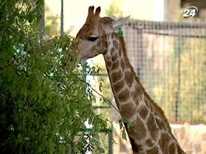 У Ялтинському зоопарку випустили жирафу У Ялтинському зоопарку випустили жирафу