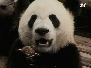 Китай: хто стане "послом для панд"? Китай: хто стане "послом для панд"?