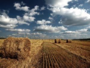 Україна втратила 3 мільйони га сільськогосподарських земель Україна втратила 3 мільйони га сільськогосподарських земель