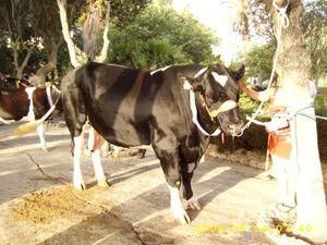 На Вінничині скажений бик покусав жінку На Вінничині скажений бик покусав жінку