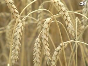 Росія, Казахстан та Україна знизять експорт зерна Росія, Казахстан та Україна знизять експорт зерна