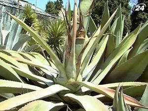 Кожна п'ята рослина на Землі на межі зникнення Кожна п'ята рослина на Землі на межі зникнення