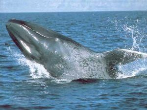 Голубі кити максимально наблизились до узбережжя Лос-Анджелеса Голубі кити максимально наблизились до узбережжя Лос-Анджелеса