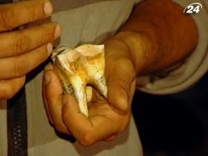 Крим: експедиція палеонтологів знайшла зуб кірхенбергського носорога Крим: експедиція палеонтологів знайшла зуб кірхенбергського носорога