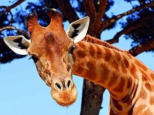 Веб-дизайнер зібрав 1000000 зображень жирафа Веб-дизайнер зібрав 1000000 зображень жирафа