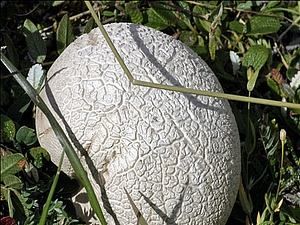 Грибник з Чернігова знайшов гриб вагою 6,6 кг Грибник з Чернігова знайшов гриб вагою 6,6 кг