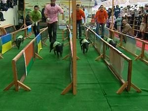 Росія: свинки з 6 країн узяли участь у поросячих перегонах Росія: свинки з 6 країн узяли участь у поросячих перегонах