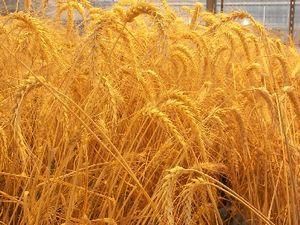 ЗМІ про квоти на пшеницю: Зерно виставляють на аукціон