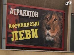 Львів: під час вистави лев напав на дресирувальника Львів: під час вистави лев напав на дресирувальника